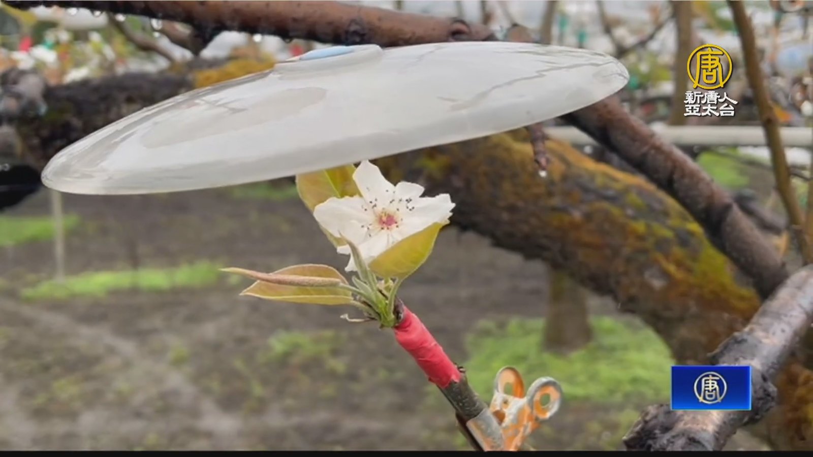 三星鄉「高接梨」剛嫁接 遇寒流擾亂 農民出招應戰