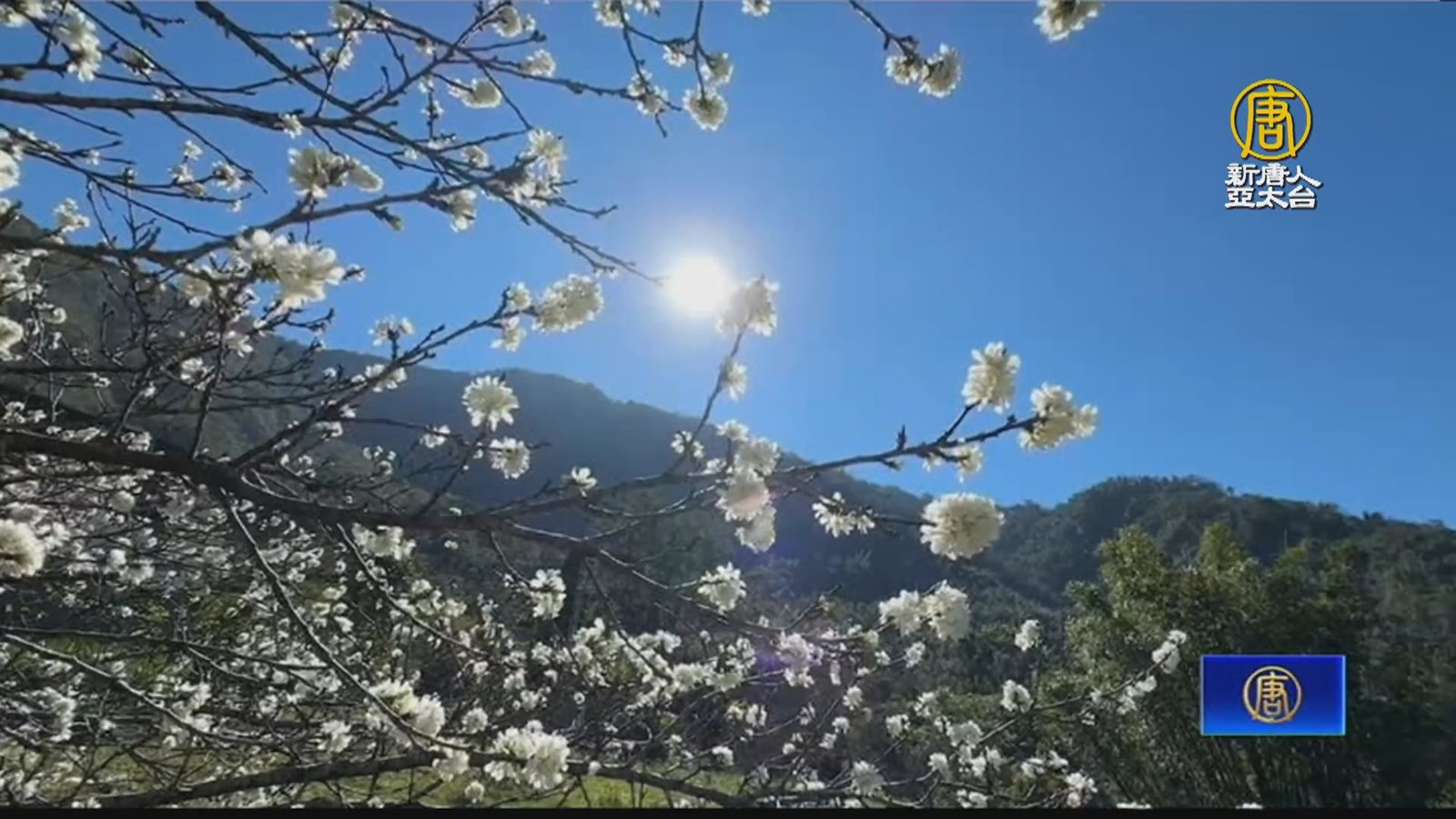 冬遊南橫美景 李花、茶花、櫻花、梅花齊開