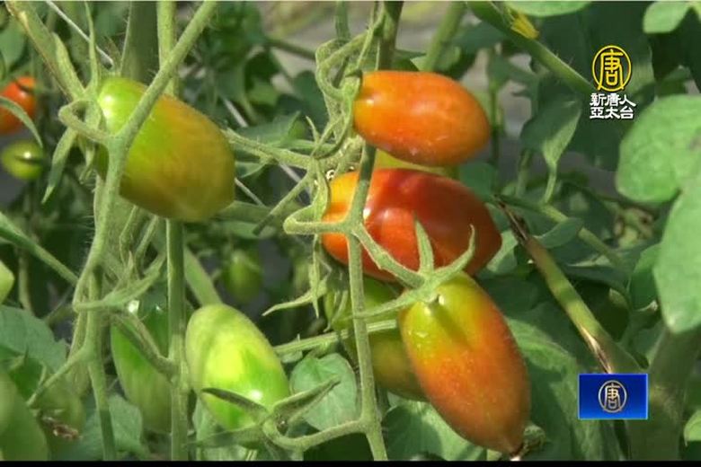 美濃小果番茄評鑑競賽 肯定農友用心栽培