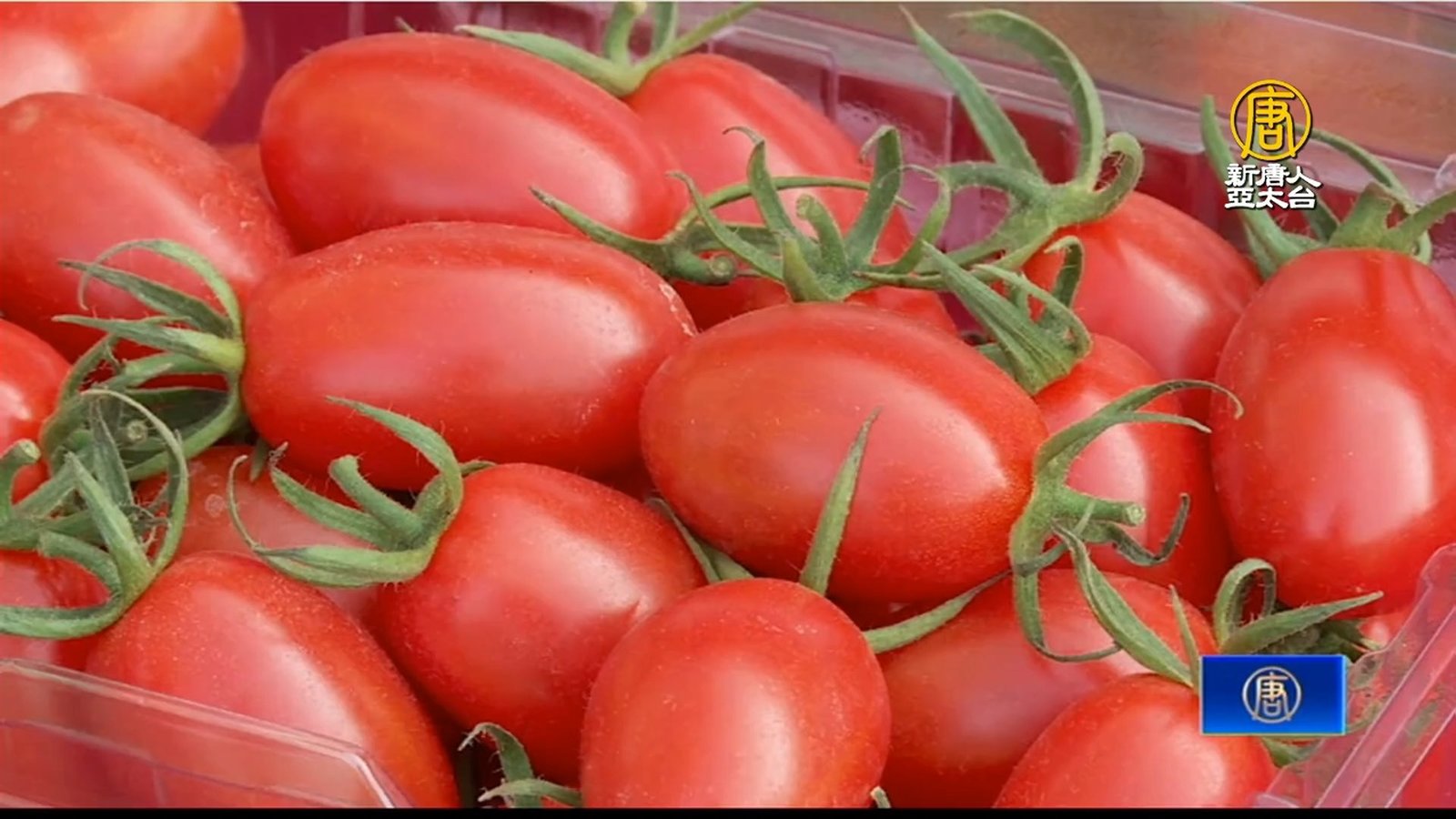 寒流低溫來襲 中台灣溫室栽種作物躲過侵襲