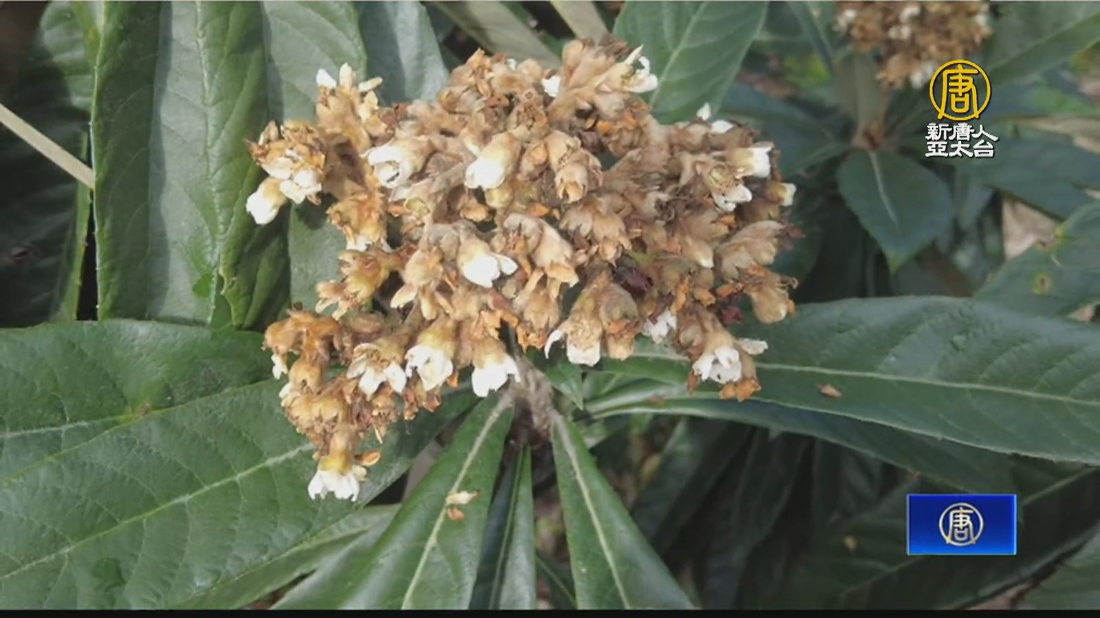 過年恐買不到枇杷 國姓枇杷減產7成 納入救助