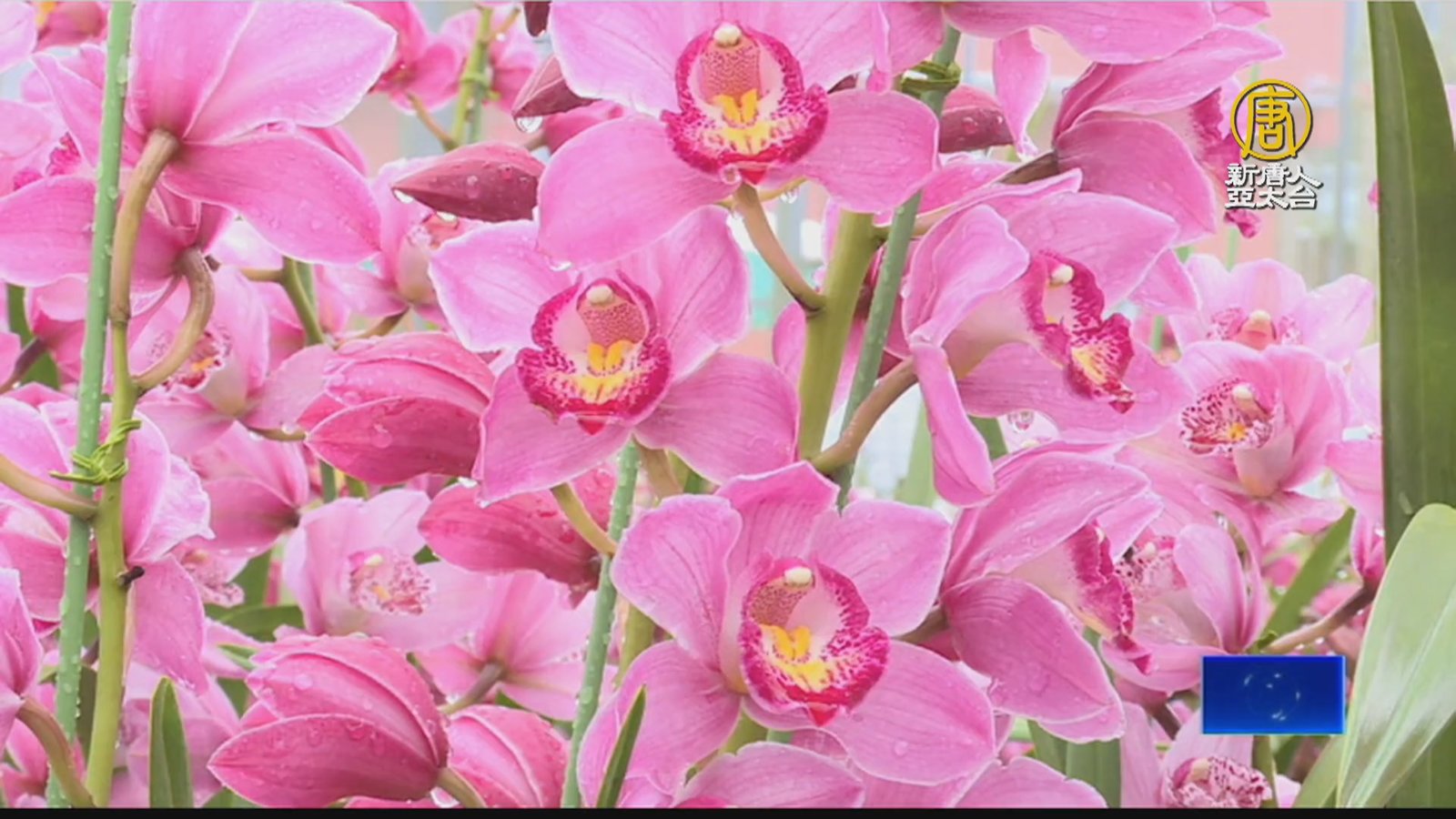 新年擺飾添福氣 南投魚池虎頭蘭正盛開