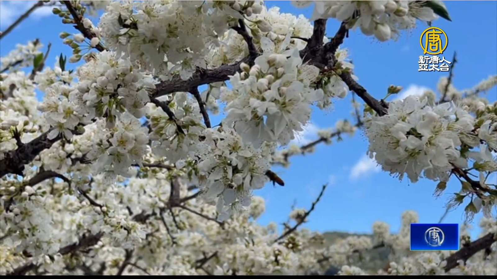 南投草坪頭「櫻花季」登場 雪白李花也盛開