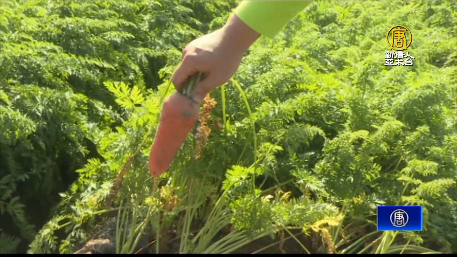 胡蘿蔔節3月2日雲林登場 胡蘿蔔「採收機」首亮相