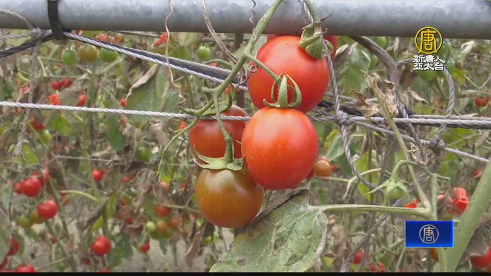綠色保育栽種小番茄 友善大地黑翅鳶也光臨