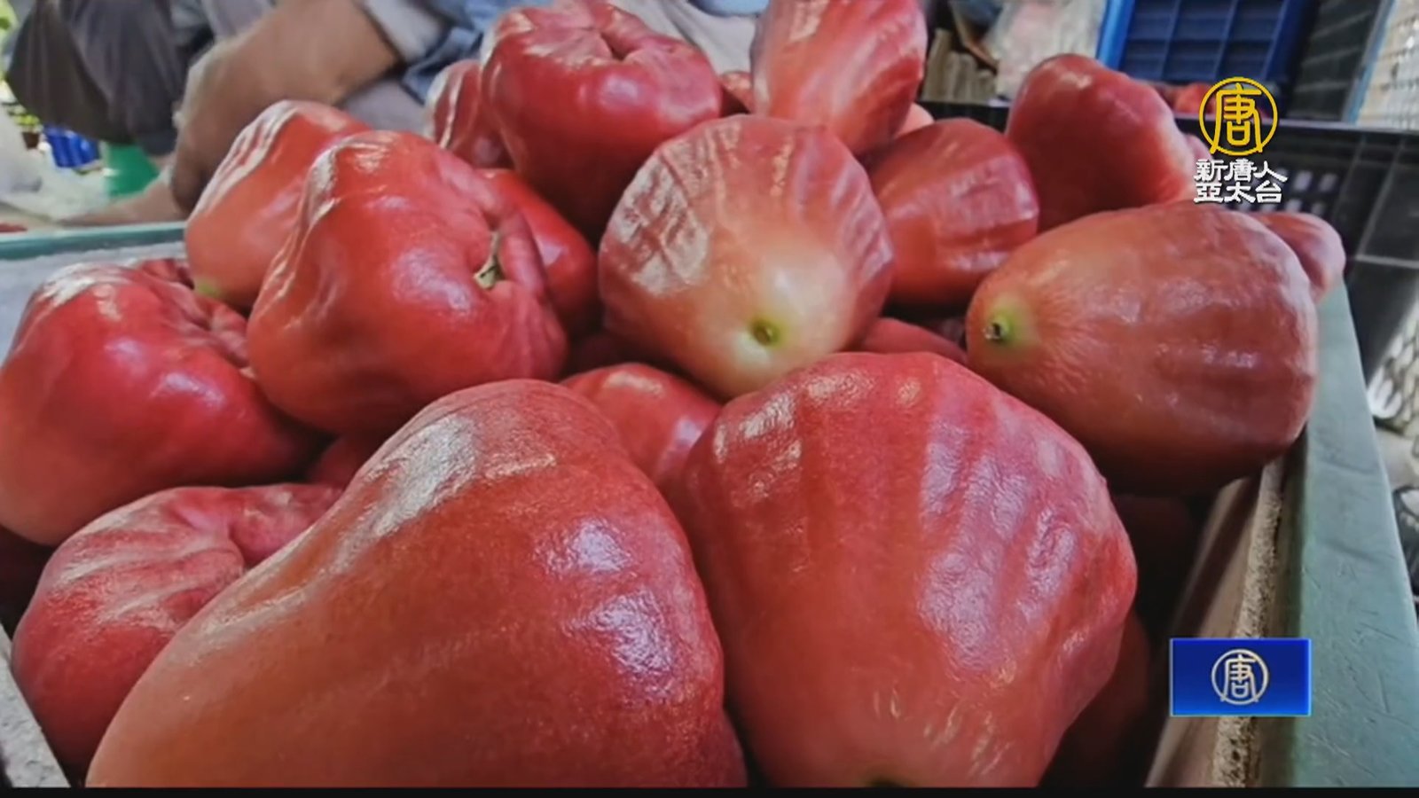 雙冠加值!屏東黑珍珠蓮霧每公斤3000元拍出