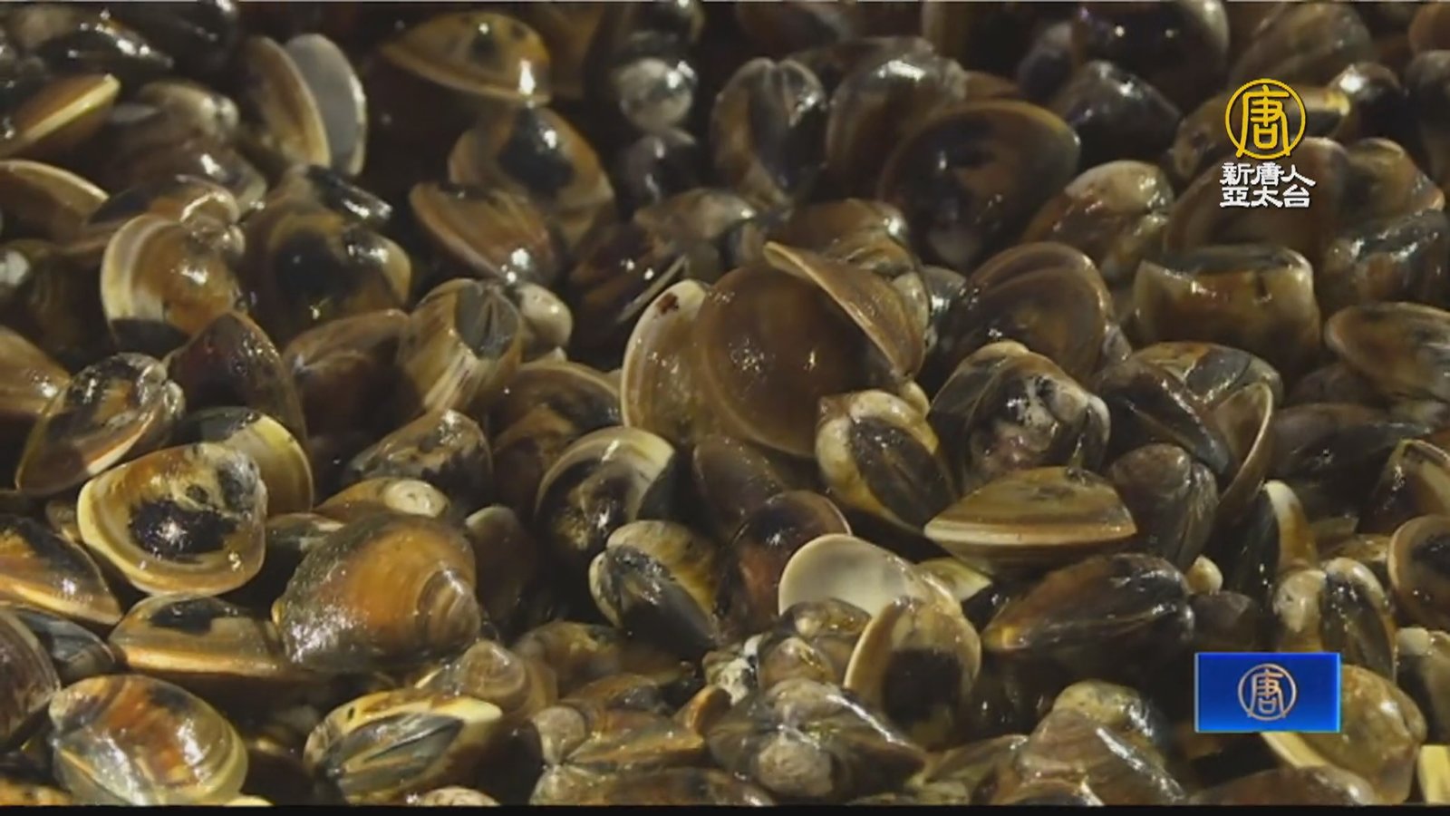 漁青返鄉接家業 引進智慧科技混養文蛤有成