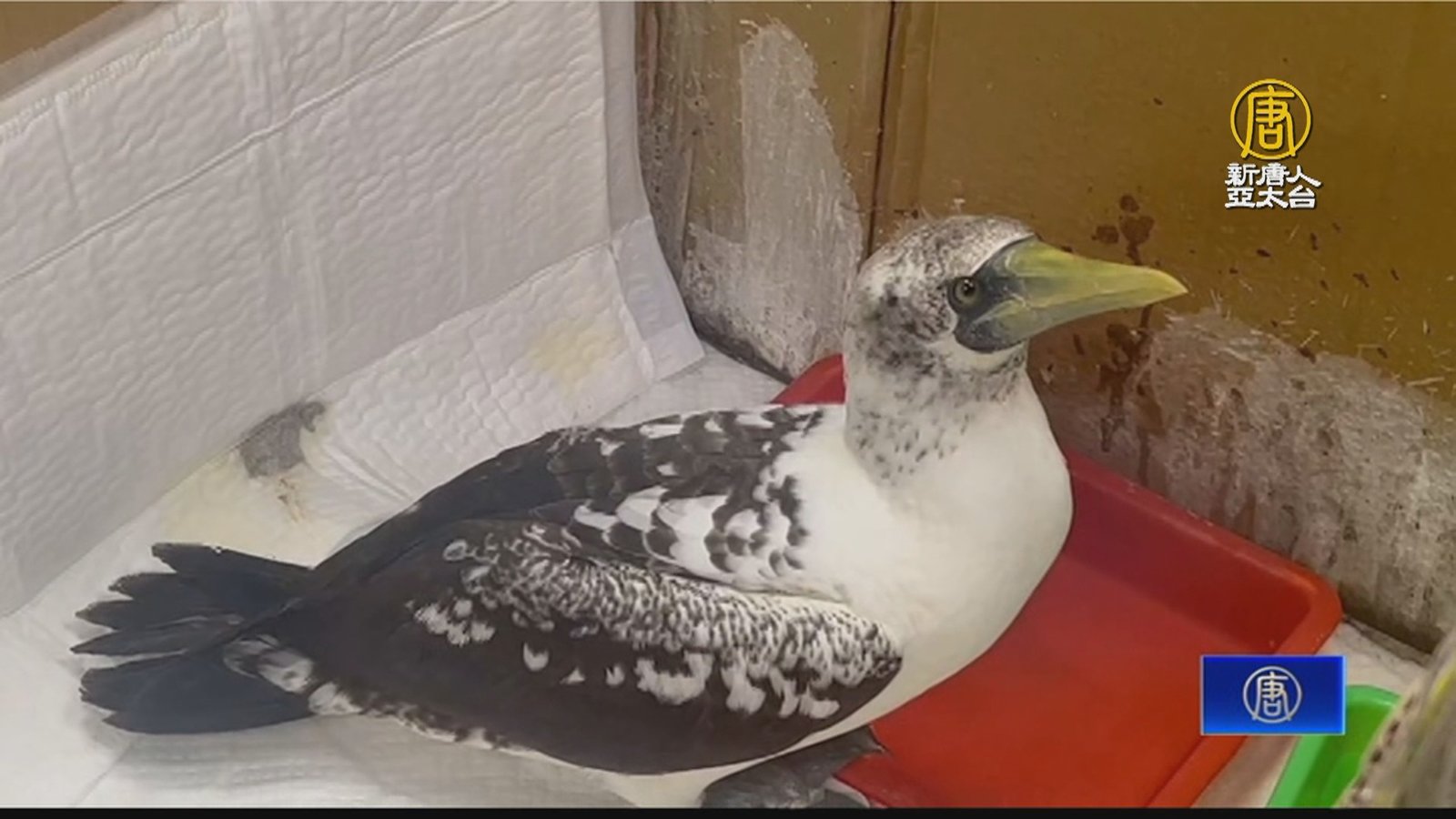 藍臉鰹鳥滿布油污 宜蘭動植所清洗5次成功野放