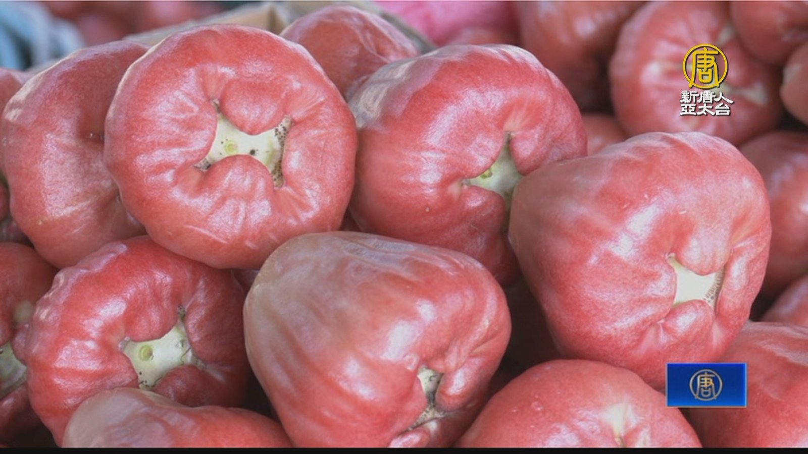 南州蓮霧嘉年華登場 薄皮嬌貴重內銷