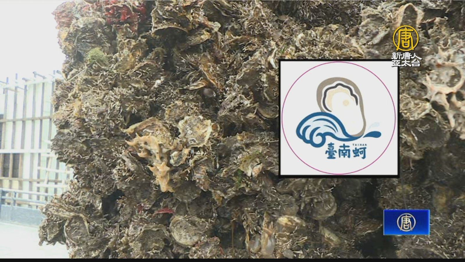 進口蚵價格衝擊市場「台南蚵」標章協助推廣本土蚵