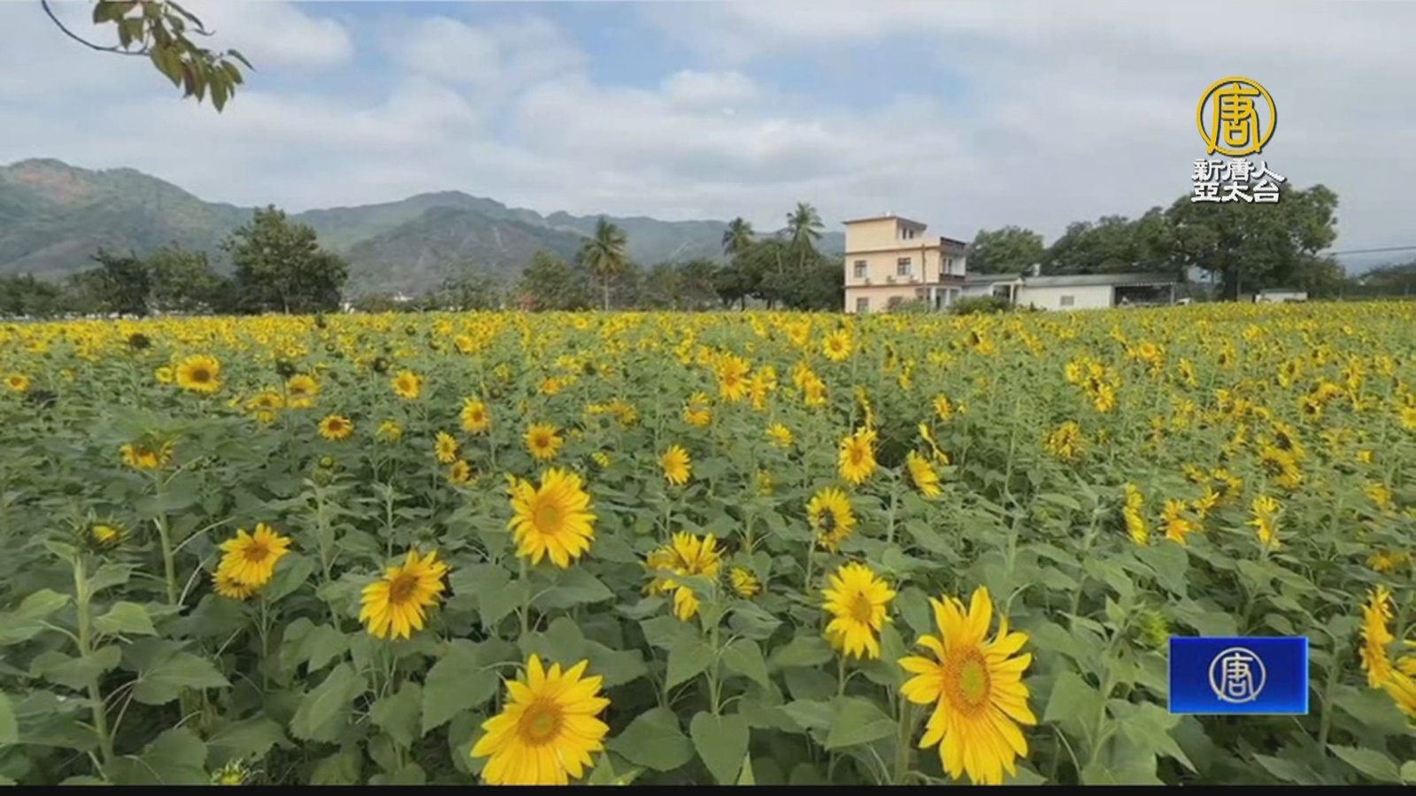 美濃花海開園 陳其邁邀民眾暢遊高雄東九區