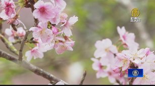 粉紅風暴來襲 草嶺石壁櫻花季初一登場