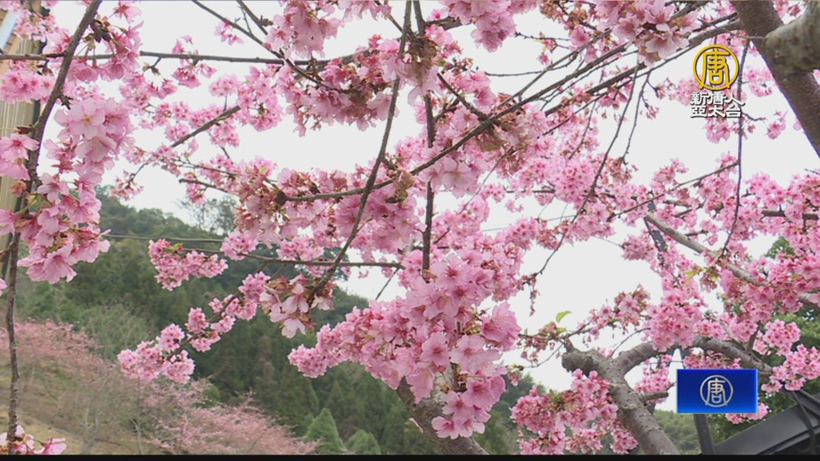 五峰鄉涼山部落櫻花盛開 有別平地賞櫻美景