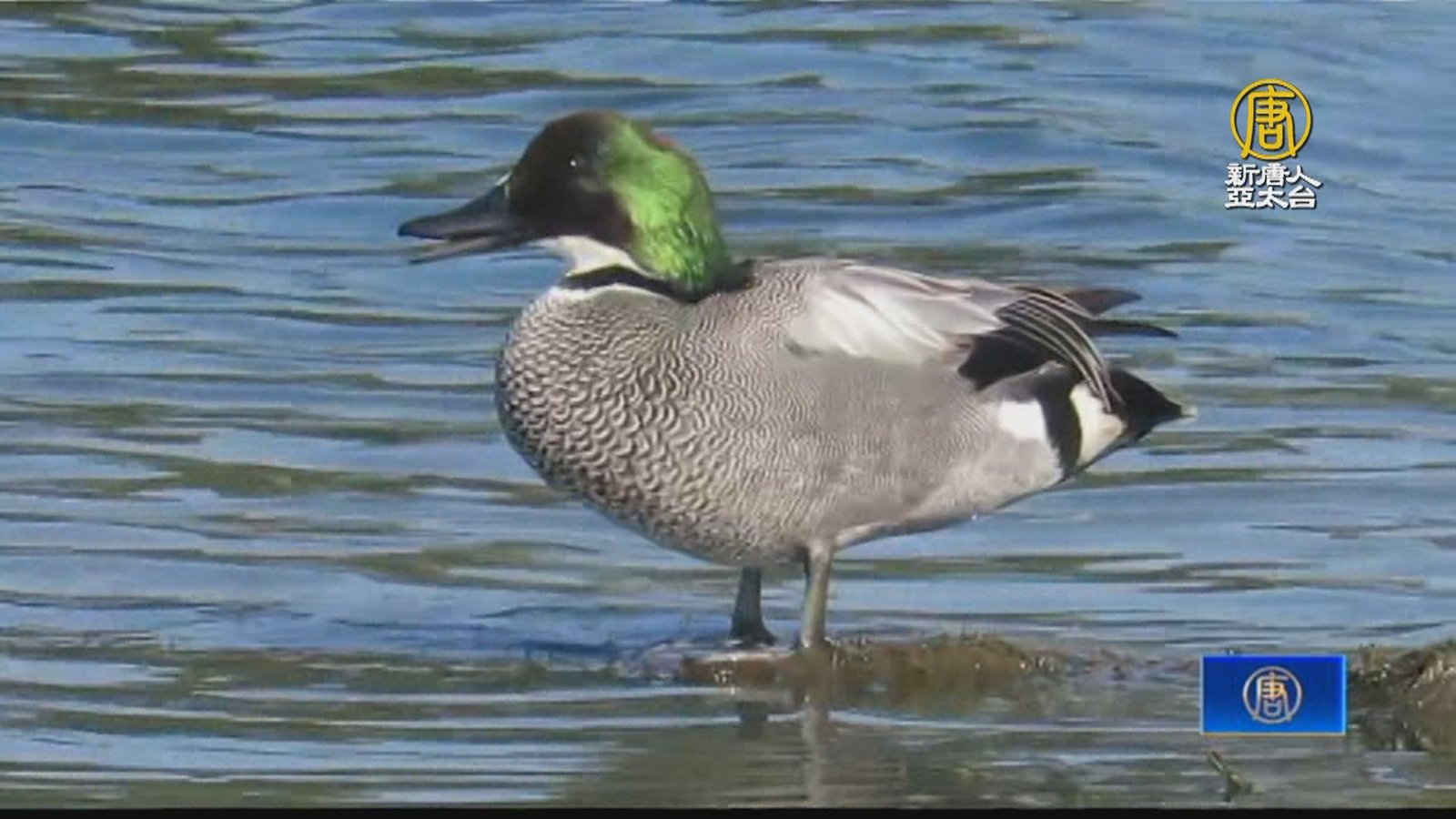 季節生態限定 稀有冬候鳥「羅紋鴨」嘉義現蹤