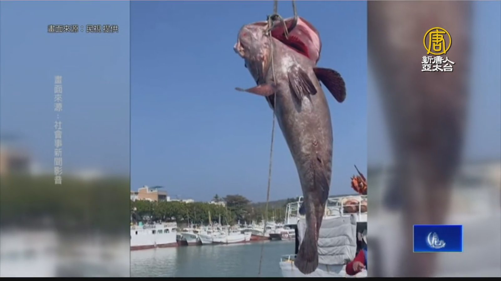 得出動吊車吊上岸 琉球漁民捕獲235公斤龍膽石斑