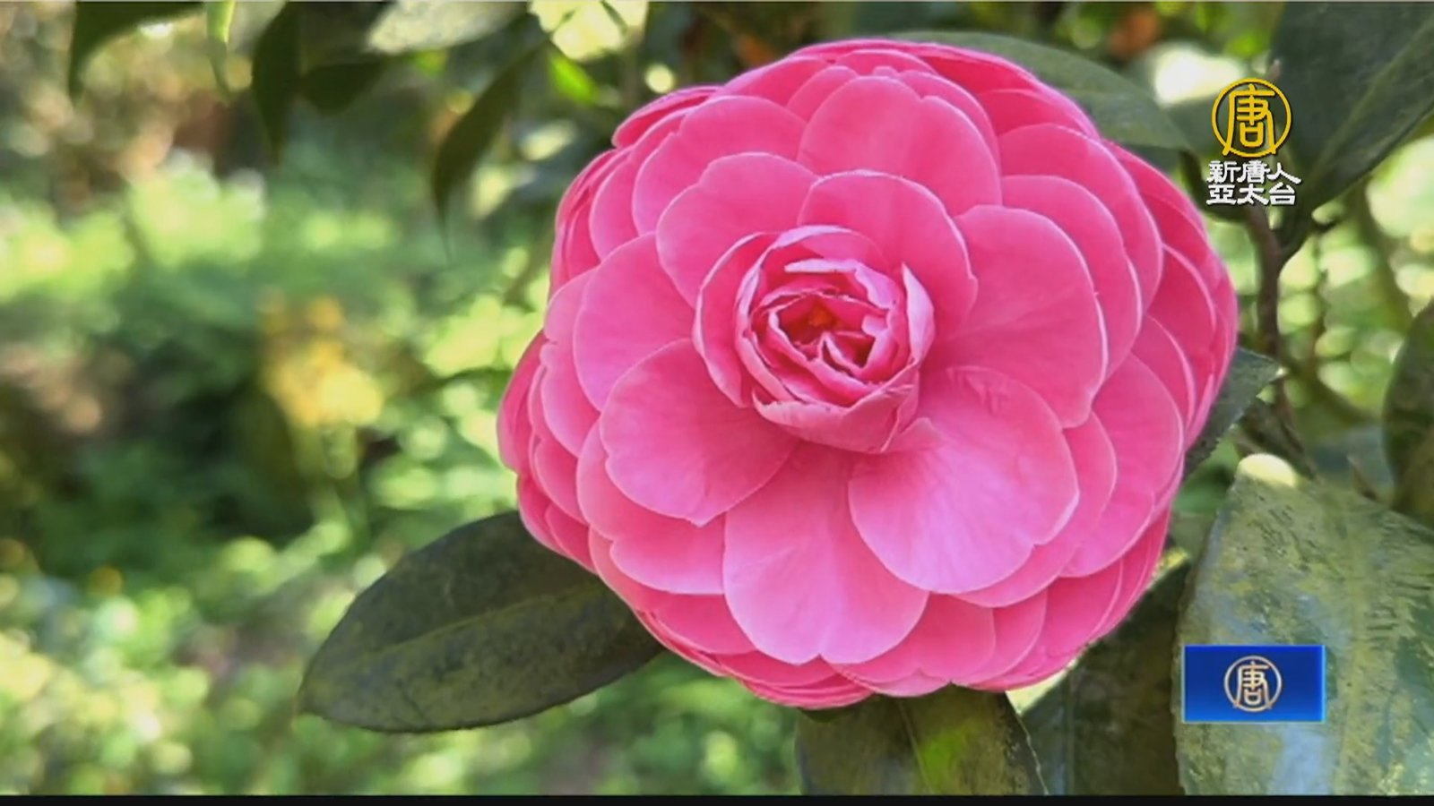 過年何處去? 嘉義竹崎桃源村賞花趣