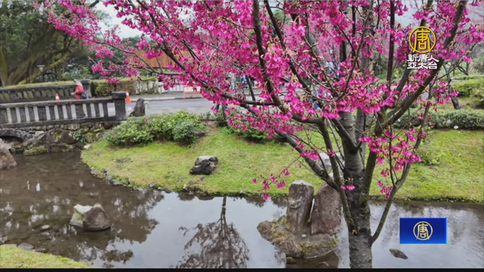 陽明山櫻花季開跑!過年花開正盛 外國客慕名而來