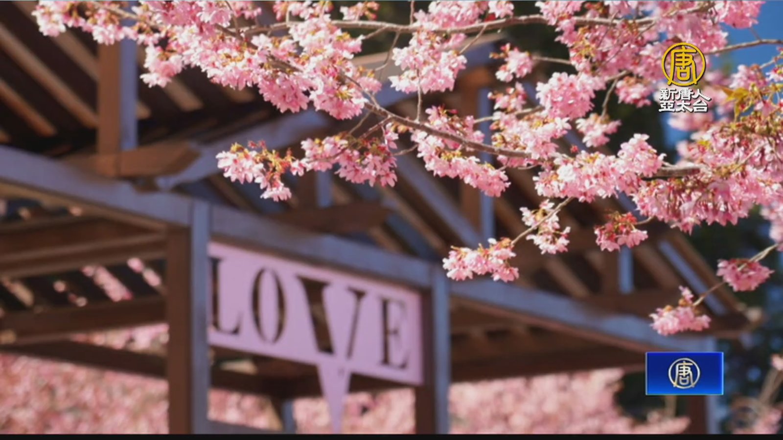 全台最高海拔賞櫻景點 千櫻園情人節浪漫開園