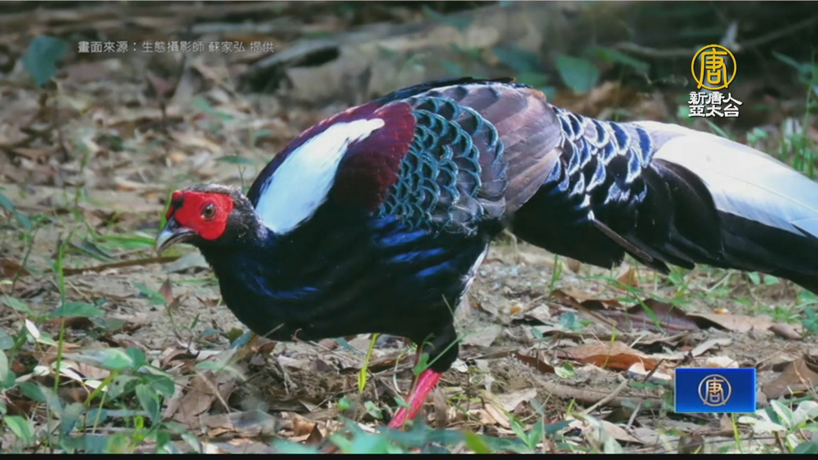 國鳥帝雉和藍腹鷴長好像?專家教你如何分辨