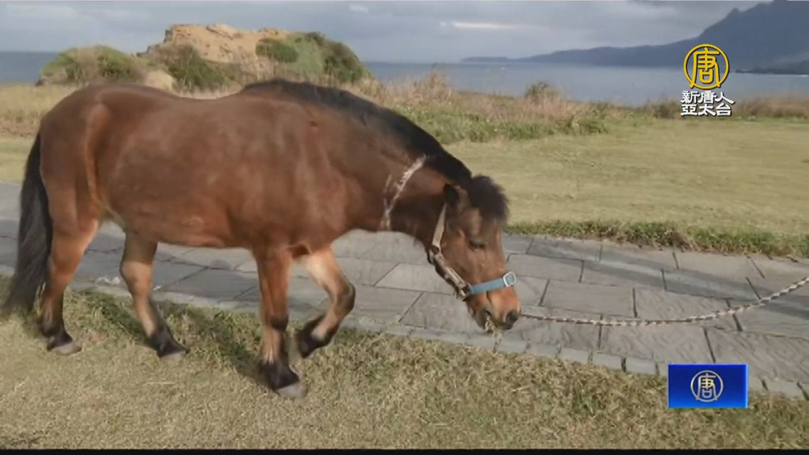 基隆潮境公園出現超萌「校馬」 吸引遊客駐足拍照