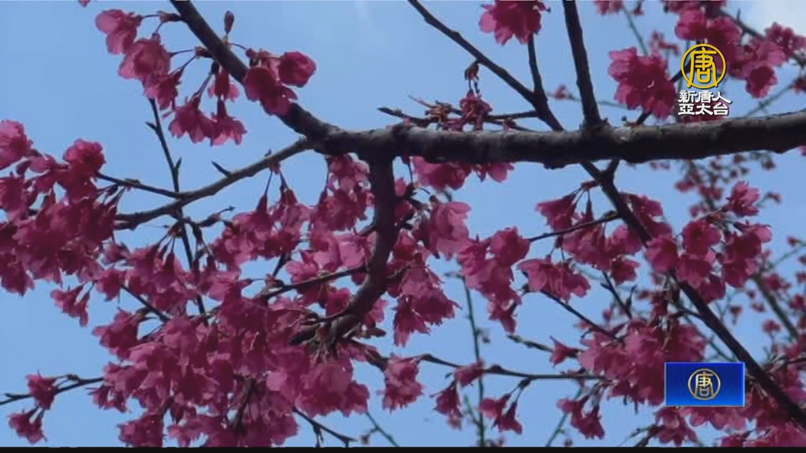 宜蘭「燈篙林道」櫻花盛開 吸引遊客上山賞櫻