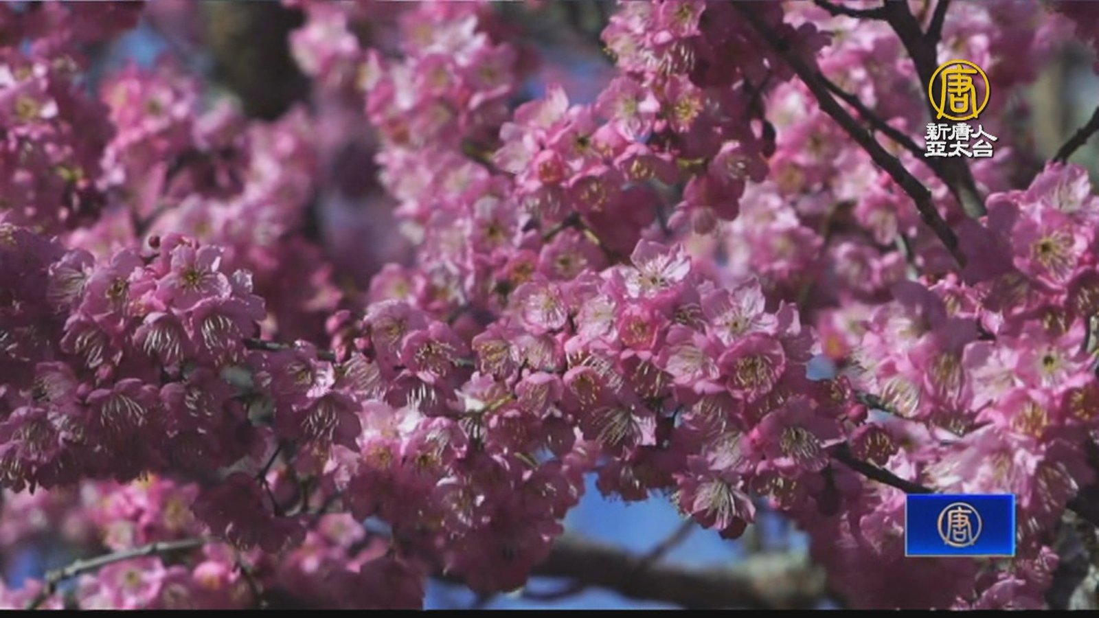 武陵、福壽山兩農場 櫻花盛開競豔
