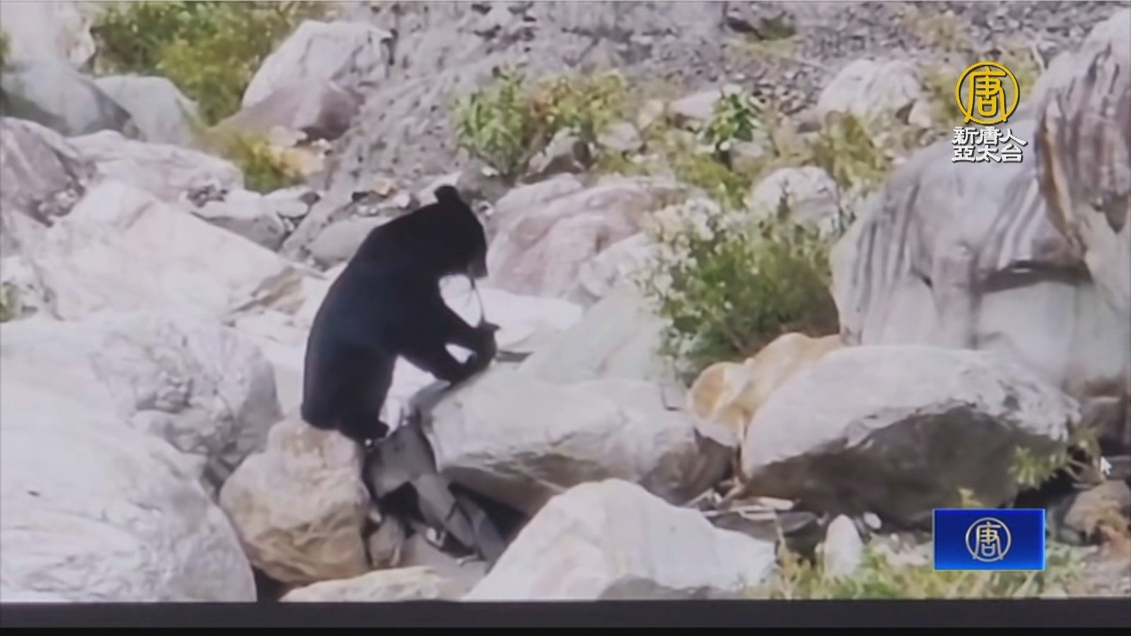 吃飽上路!台灣黑熊溪邊覓食 大啖水鹿肉全直擊