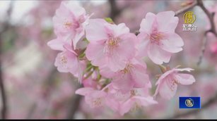 日本櫻花二月綻放 溫暖天氣讓人喜憂參半
