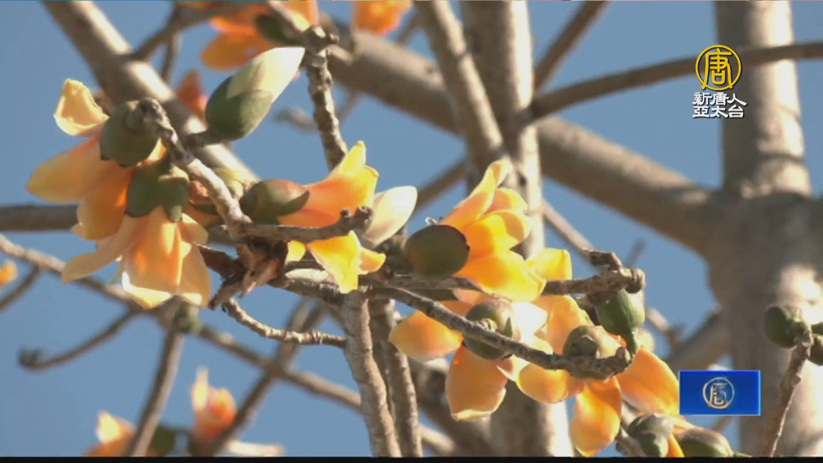 不輸櫻花 屏東風鈴木及木棉花盛開吸睛