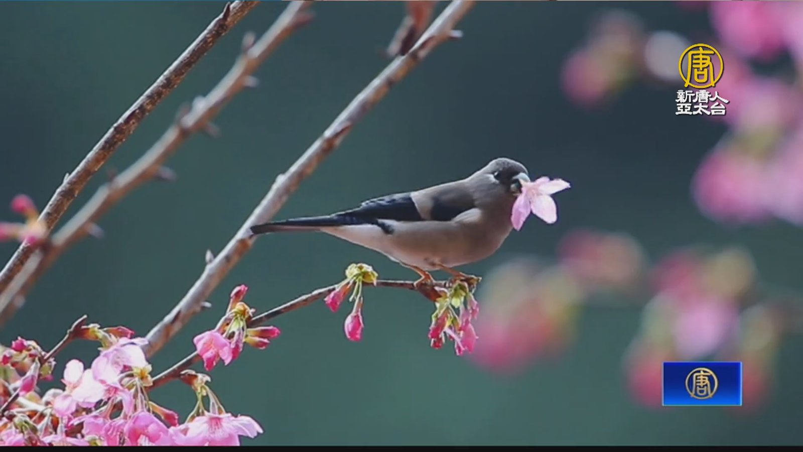 櫻花盛開不只獼猴吃 飛鼠、鳥類也大啖櫻花餐
