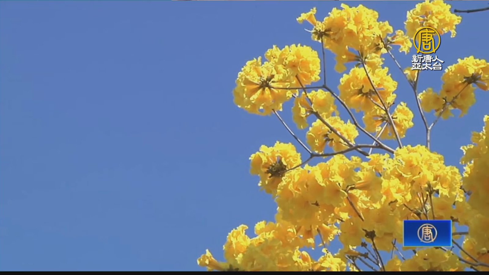春暖花開 花壇虎山巖李花、芬園黃花相繼綻放