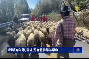 清境「奔羊節」登場 遊客體驗趕羊樂趣