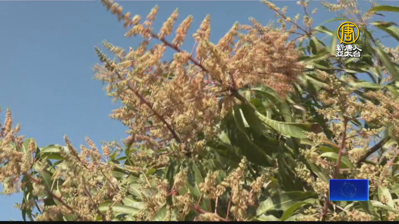 屏東芒果進入開花小果期 農改場助果農防害蟲