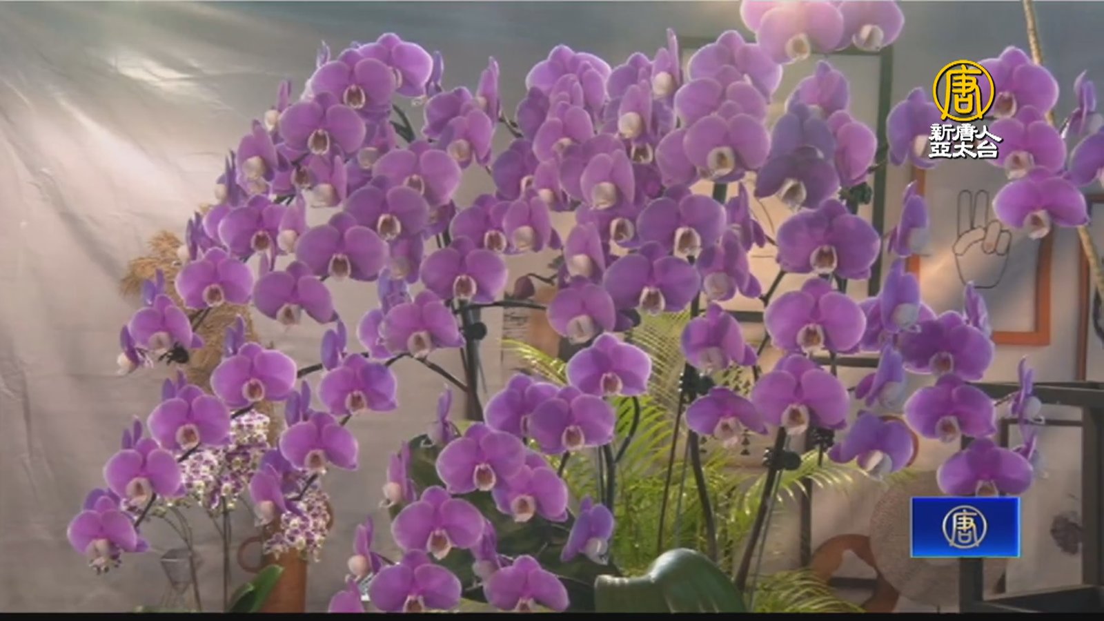 台灣國際蘭展開幕 賴清德盼蘭花成台灣標誌