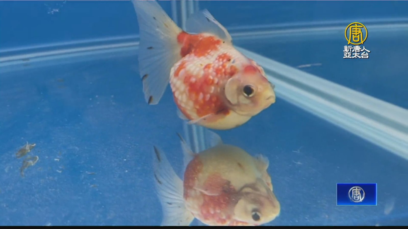 屏東熱博秀觀賞魚養殖實力 神仙魚冠軍蟬聯3連霸