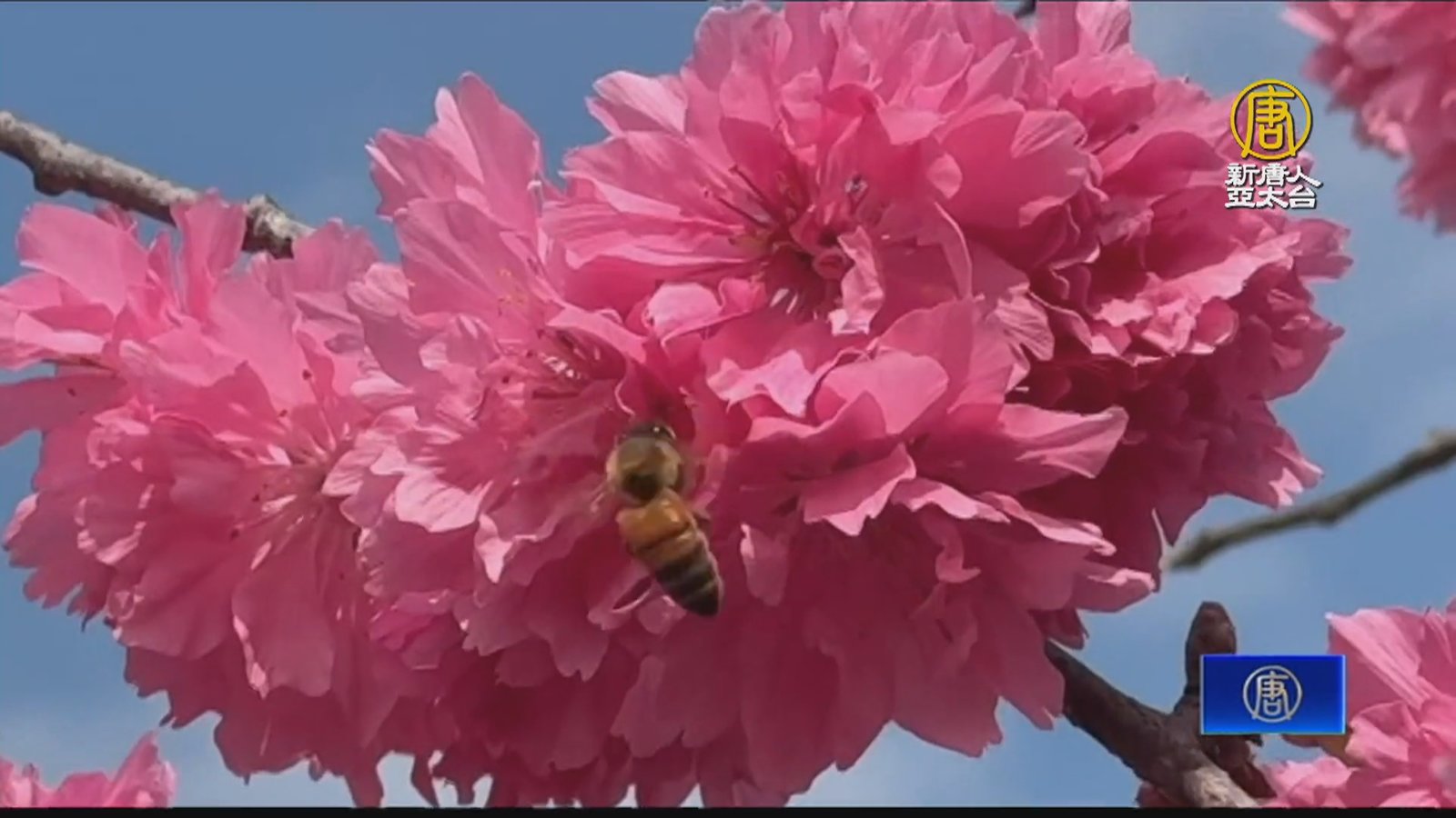 全台「最美派出所」八重櫻怒放 櫻花巷成打卡熱點