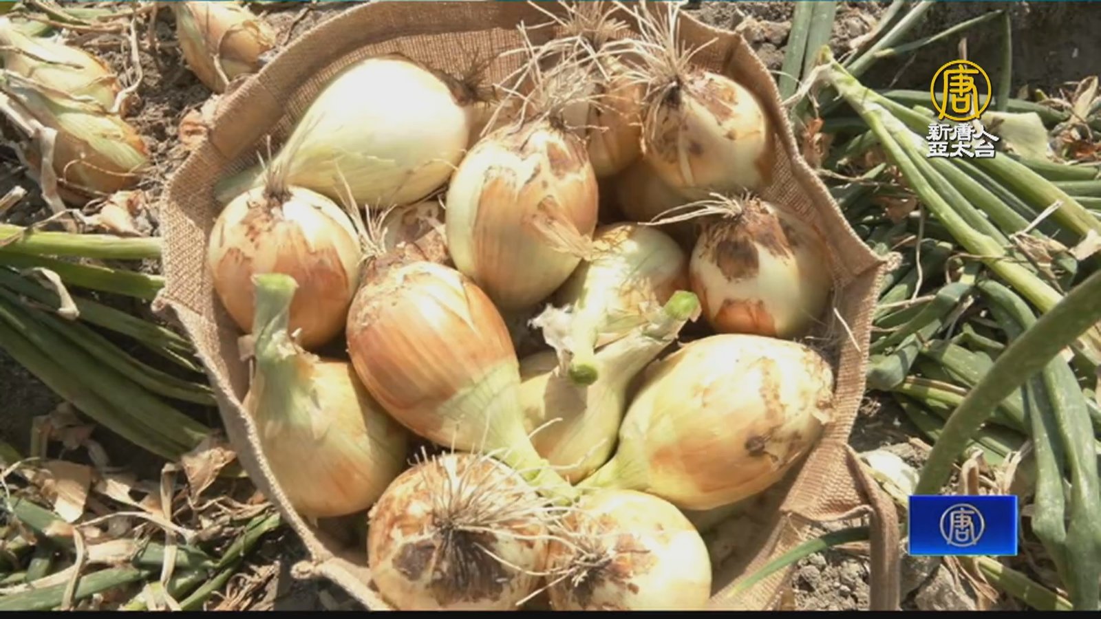 高雄林園洋蔥盛產 邀民眾體驗拔洋蔥