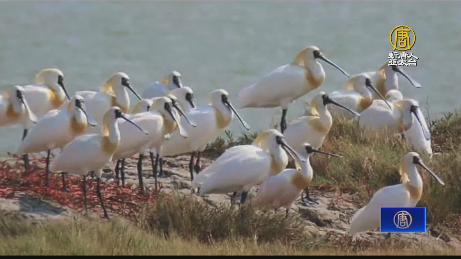 春訪嘉義東石鰲鼓濕地 大賞黑面琵鷺變裝秀