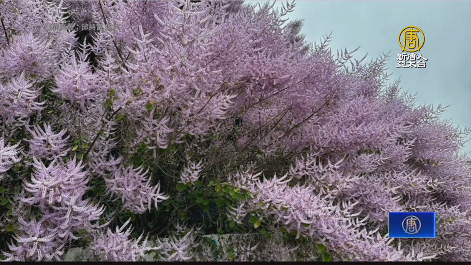 春遊嘉義賞花趣 瑞里紫藤、麝香木繽紛登場