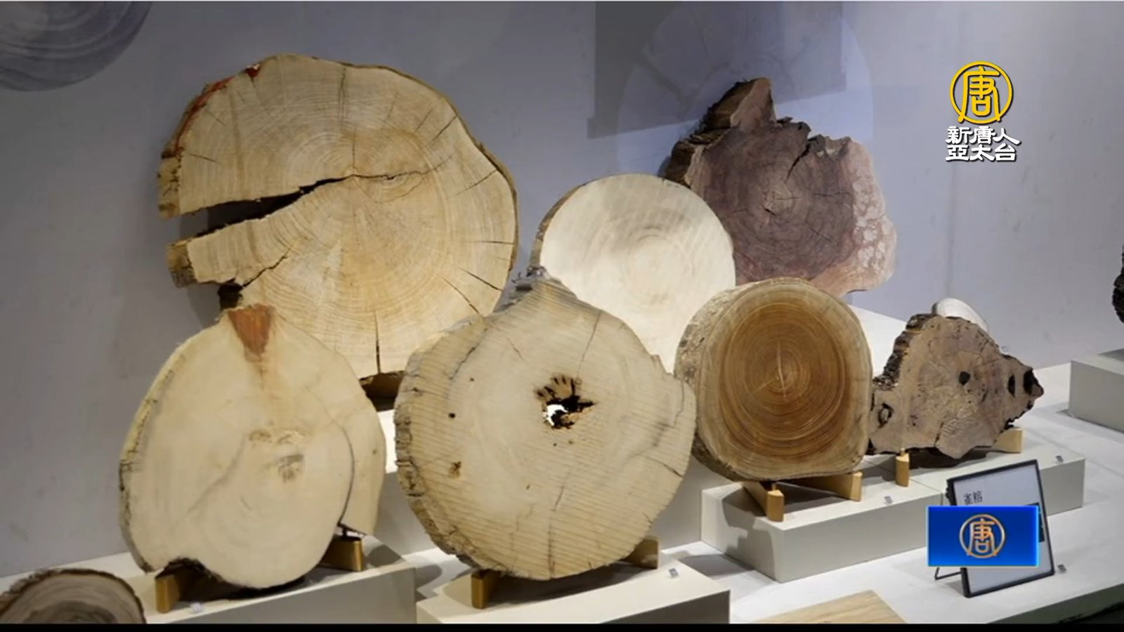 科博館攜林業署辦特展 深耕林木知識、致力永續