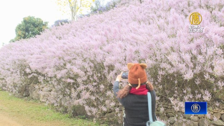 南投、雲林麝香木滿開 粉色花海浪漫唯美