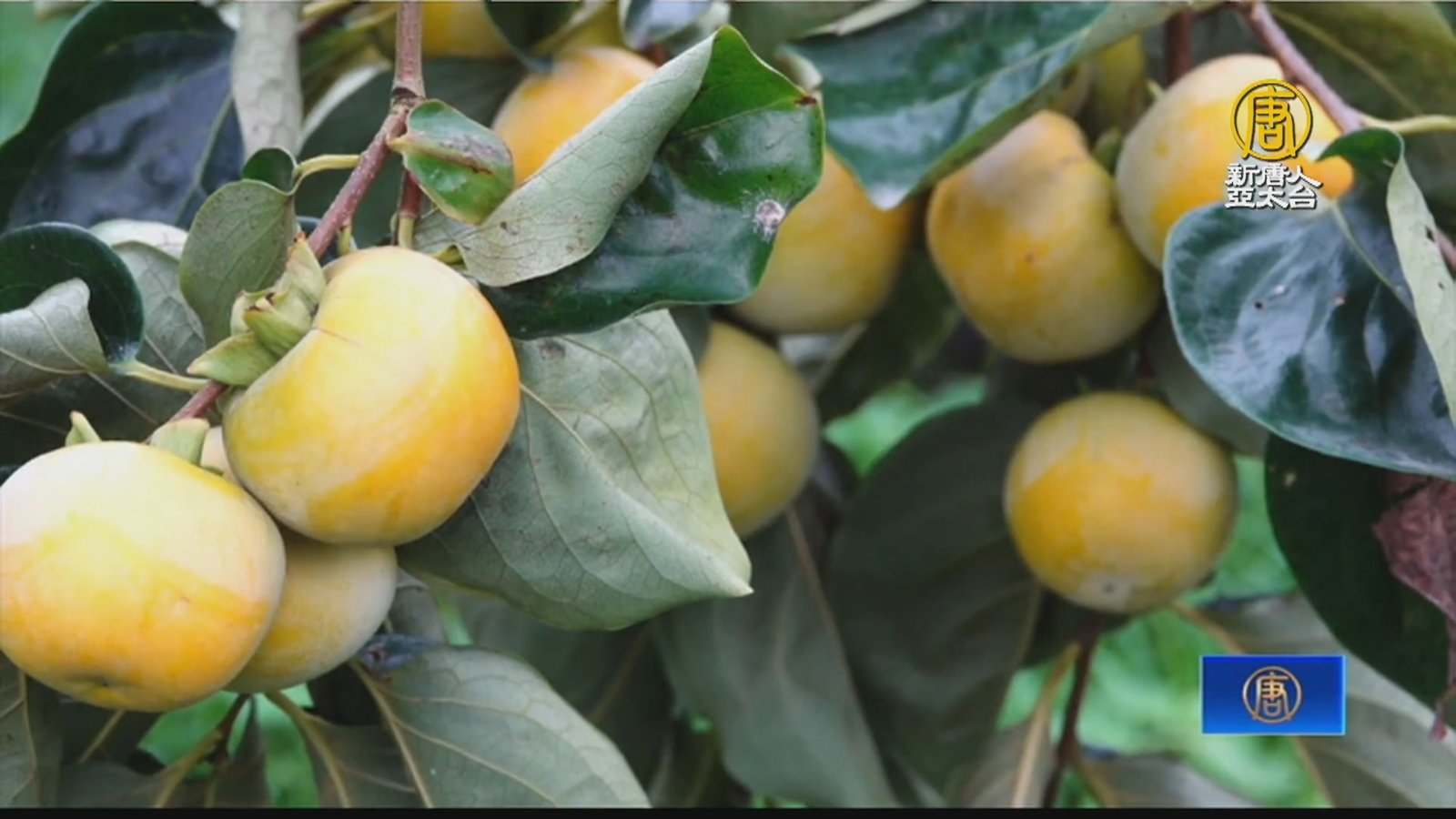 「柿」代相傳 嘉縣農會攜手小學種柿子樹幼苗