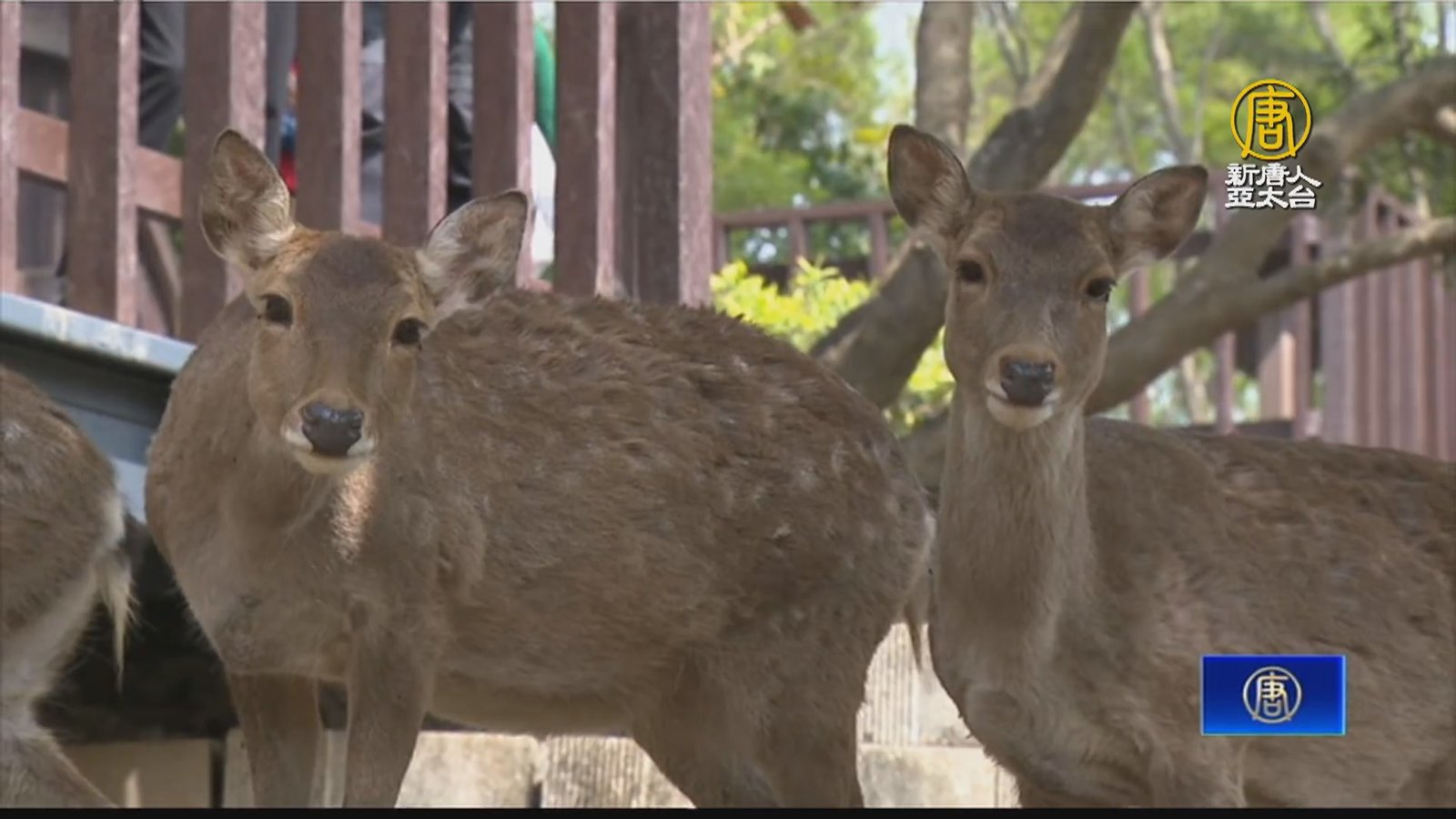 梅花鹿屬「生性膽小」家畜 專家:帶出門需繫繩