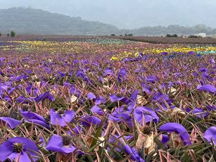 香甜多汁的鳳梨新鮮上市了!。(農糧署南區分署提供)