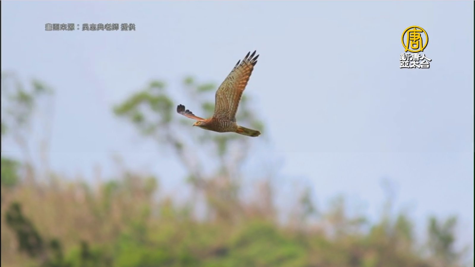 春分時節三月底四月初 灰面鵟鷹過境八卦山