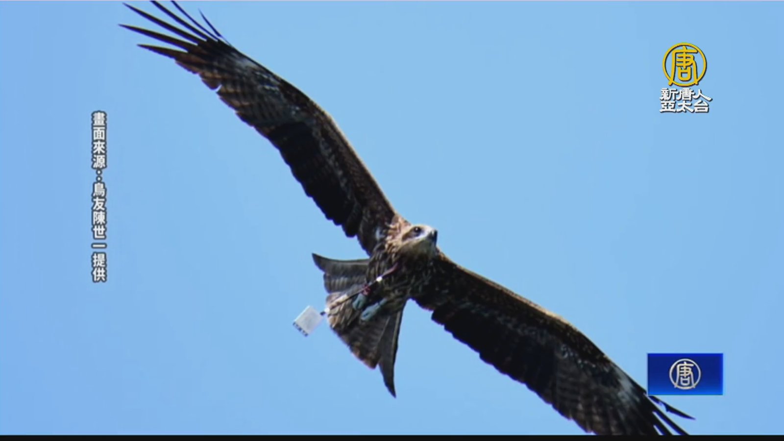 「黑鳶紅K7」失聯2年現蹤基隆 脖掛發報器
