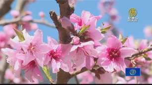 武陵農場桃花季登場 3月到4月初最佳賞花期