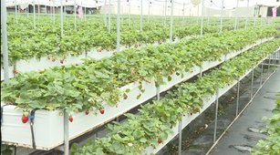 草莓是大湖地區最重要的高經濟作物之一，近年草莓立體層架的設施，省工，減少用藥成本及蟲害發生，讓消費者採果更方便。（圖：胡淑霞）