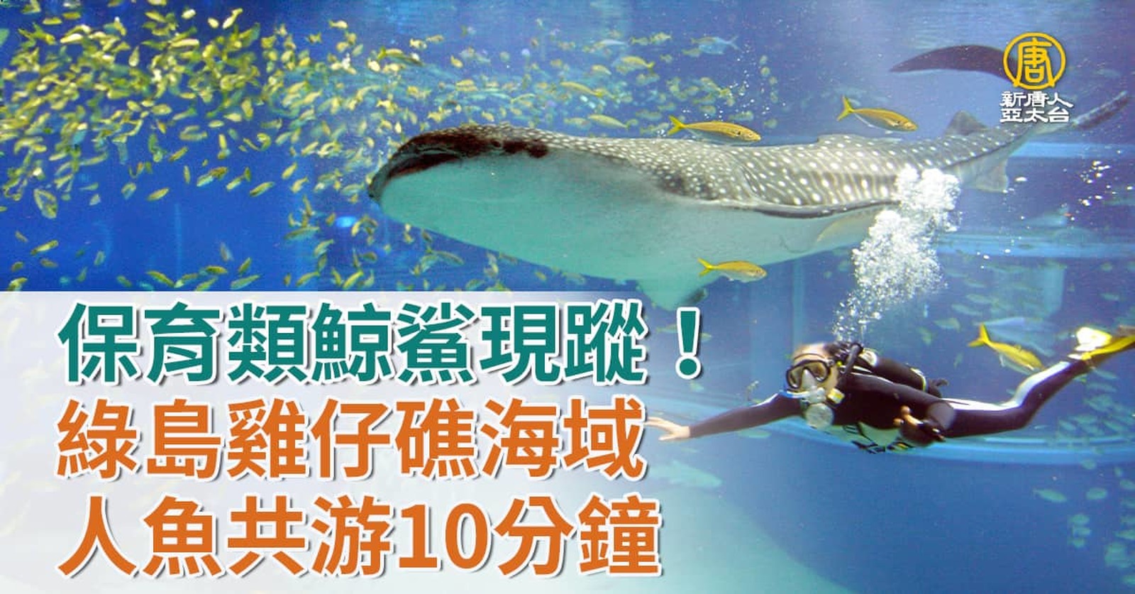 保育類鯨鯊現蹤!綠島雞仔礁海域 人魚共游10分鐘