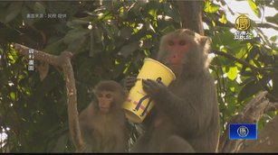猴子一天到晚搶學生食物 中山大學推補償措施